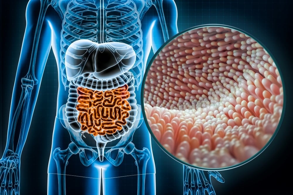 Gut-Health-shutterstock 22125906