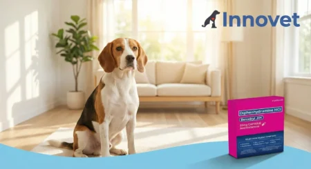 benadryl-for-dogs-whatis