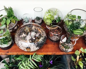 terrarium care - pistils nursery-3